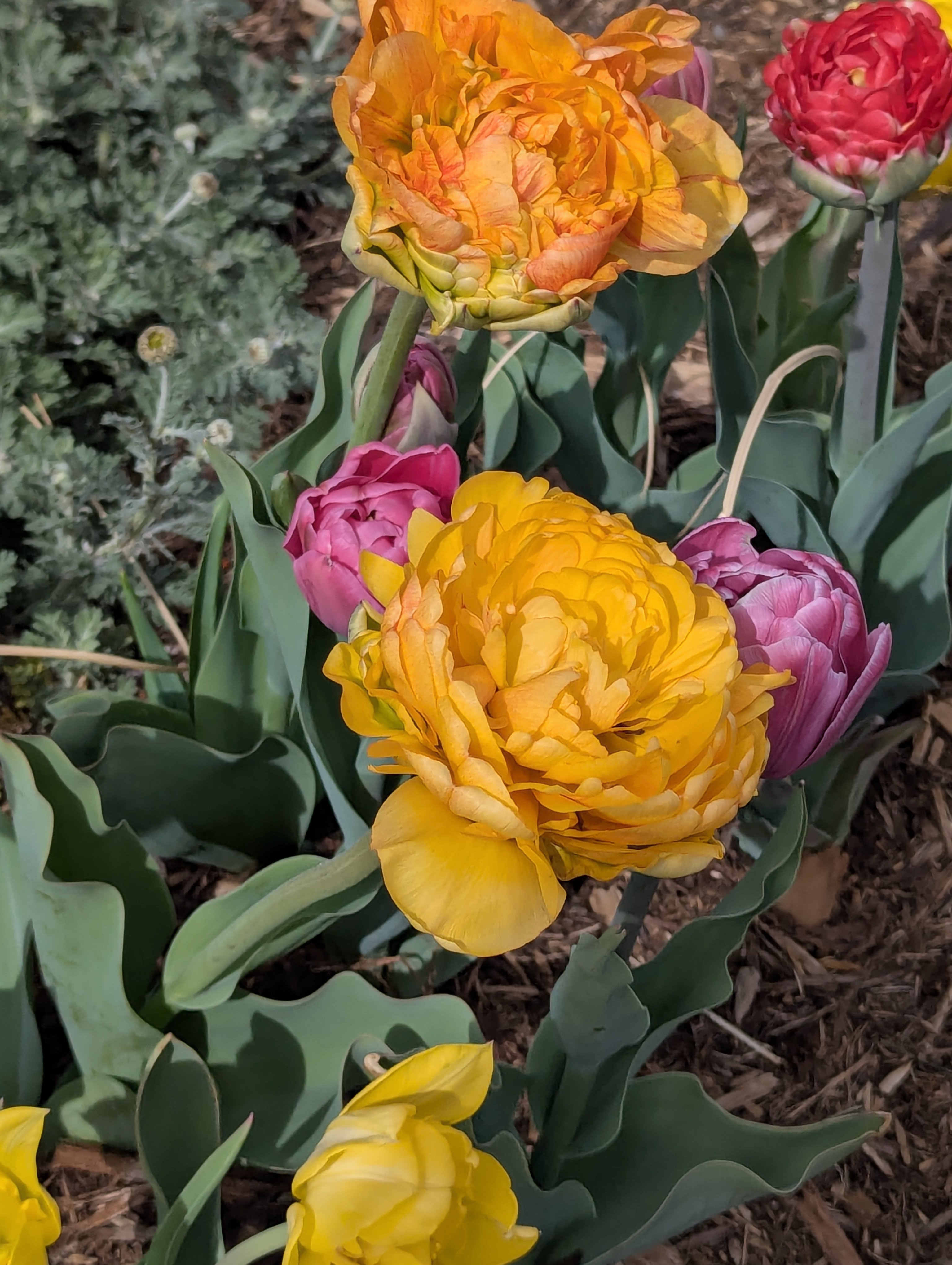 Garden, Flowers, Morrison, Colorado